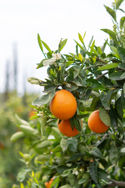 Orange citrus fruit plantations on Peloponnese, Greece, new harvest of sweet juicy oranges - Foto, Bild