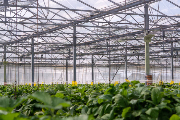 Rolnictwo w Holandii, szklarnia i uprawy roślin zbliżyć - Zdjęcie, obraz