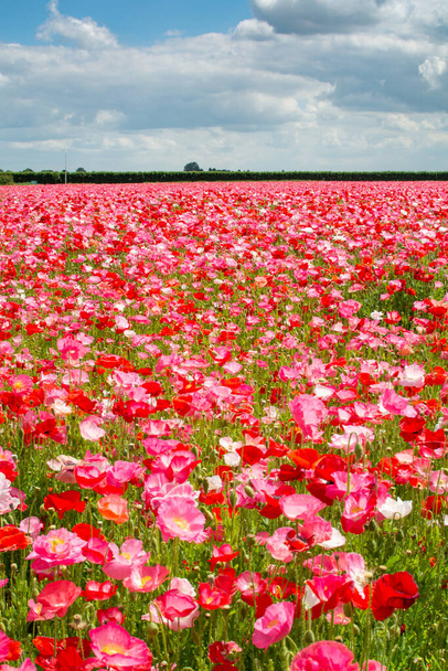 Színes természet háttér, mák mezők sok fehér, rózsaszín és piros mák virágok - Fotó, kép
