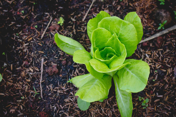 Butterkopfsalat auf Bio-Gemüse Salat Lebensmittel Hintergrund - Foto, Bild