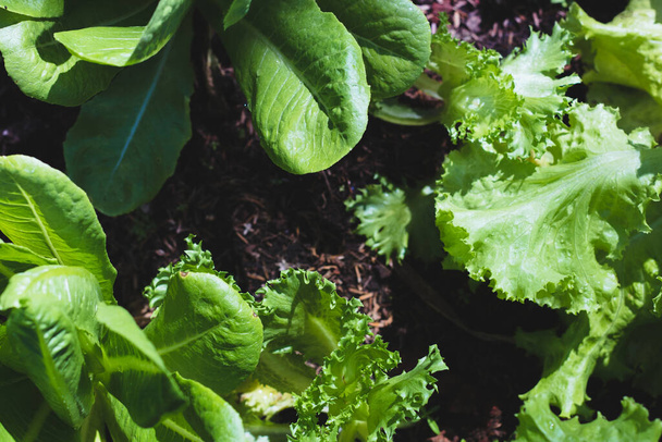 green leaf lettuce and  Frillice Iceberg Lettuce and green cos lettuce on organic   vegetables salad  food background - 写真・画像