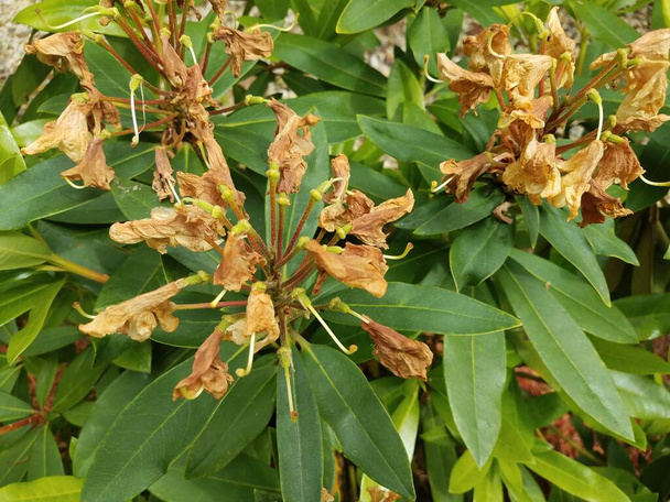 planta verde com flores moribundas marrons murchas
 - Foto, Imagem