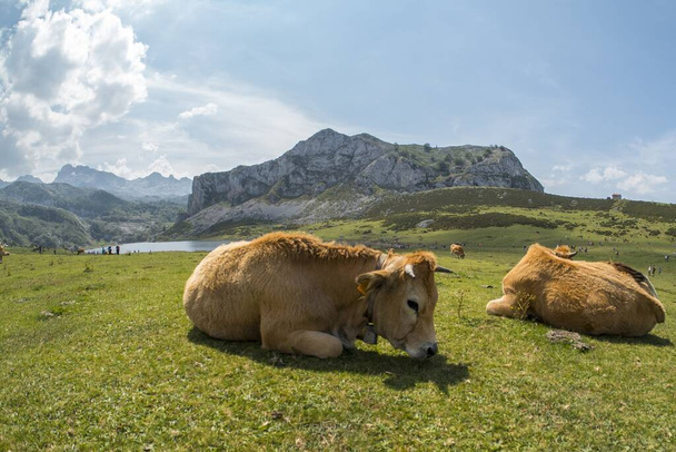A breathtaking shot of the Picos de Europa National Park with cows on the foreground captured in Spain - Фото, изображение