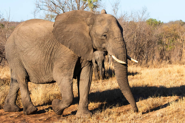 Elefantenwanderung am frühen Morgen mit einem Elefantenbaby im Hintergrund in einem Wildreservat in der Greater Kruger Region in Südafrika - Foto, Bild