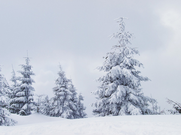 Bosque de invierno - Foto, Imagen