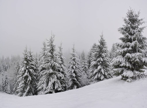 A beautiful spruce forest covered with snow in the winter - Foto, immagini