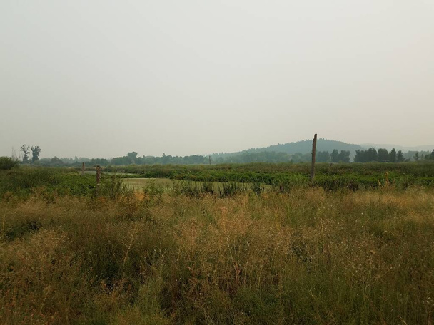 campo de hierba verde y marrón y agua estancada con árboles y colinas
 - Foto, imagen