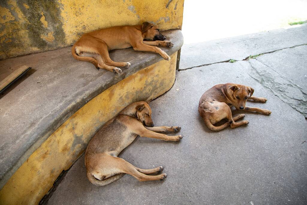 A closeup shot of three dogs lying relaxing outdoors - Foto, Imagen