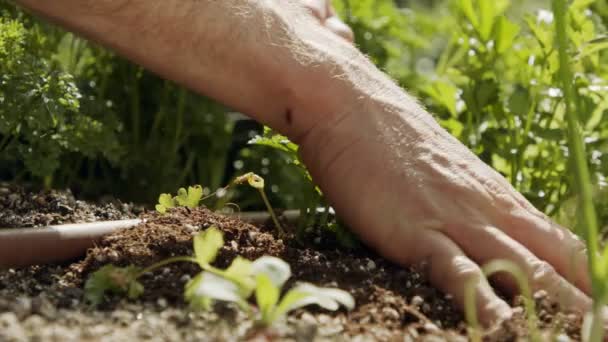 Primer plano en la mano del agricultor añadiendo tierra a un perejil y plantas de lechuga en un jardín
 - Metraje, vídeo