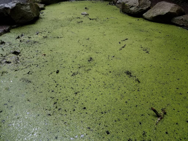 зеленые водоросли или растения в застойной воде озера или пруда с камнями
 - Фото, изображение