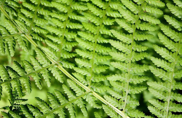 A selective focus shot of the branches of a fern plant - Foto, Imagen