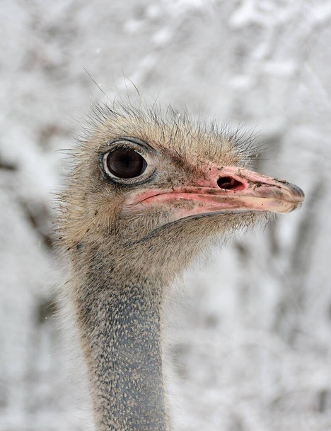A vertical selective focus shot of an ostrich head - Foto, Imagem