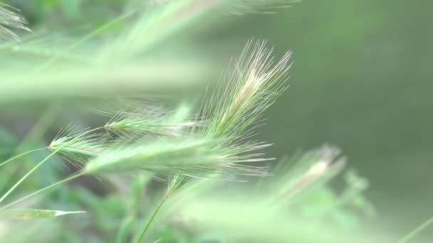 Κοντινό πλάνο του κριθαριού τοίχου, Φυσικό φόντο, ταλαντεύεται στον άνεμο  - Πλάνα, βίντεο