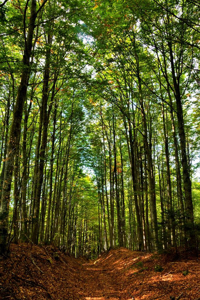 Een verticaal lage hoek opname van de prachtige hoge groene bomen gevangen in een bos op een zonnige dag - Foto, afbeelding