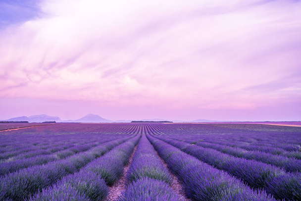 Lavendelveld zonsondergang en lijnen. Frans lavendelveld bij zonsondergang. Lavendelveld zomer zonsondergang landschap bij Valensole. Provence, Frankrijk. - Foto, afbeelding