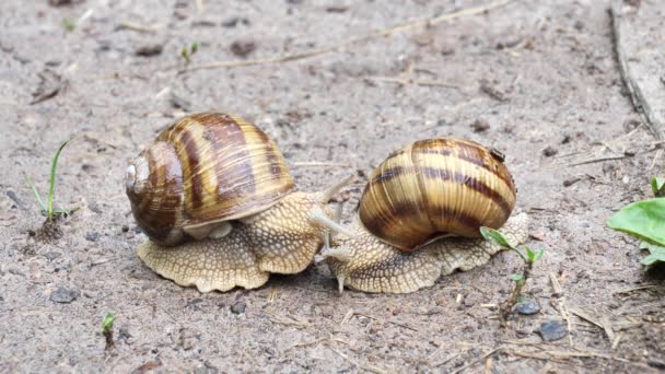 Slakken die na regen op de grond samenkomen (Helix Pomatia ) - Video
