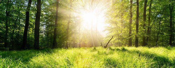 Тихий лес весной в солнечный день с красивыми яркими солнечными лучами, размером с баннер
 - Фото, изображение