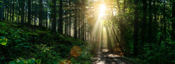 Panorama de um caminho para a floresta verde de árvores caducas com o sol lançando seus raios de luz através da folhagem
  - Foto, Imagem
