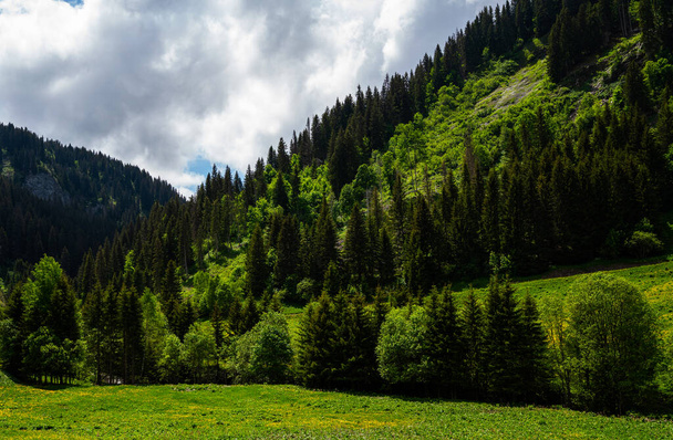 Spring panorama landscape, green field and rocky mountains in background. View spring fresh green mountain pasture in South Tyrol province, Italy, Europe. Beauty of nature concept background. - Photo, image