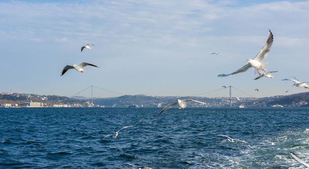 飛行カモメとイスタンブールボスポラスのパノラマビュー。トルコのイスタンブール. - 写真・画像