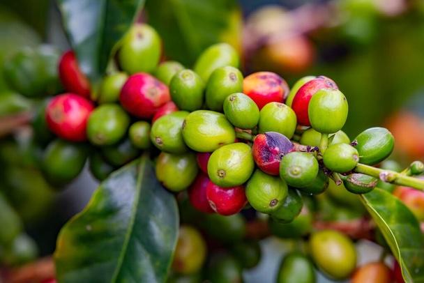 Pianta da caffè in Colombia - Foto, immagini