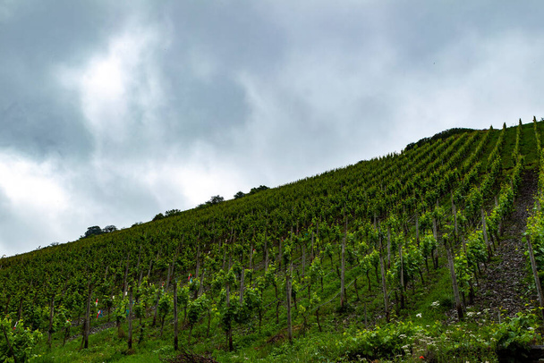 Mountain hill with vineyards at cloudy day - Photo, Image