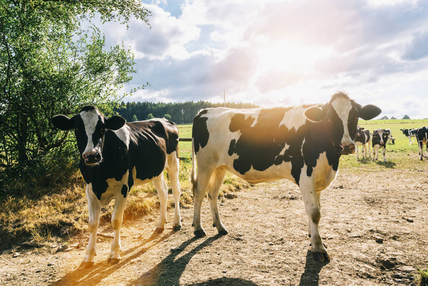 vacas en un prado al atardecer
 - Foto, imagen