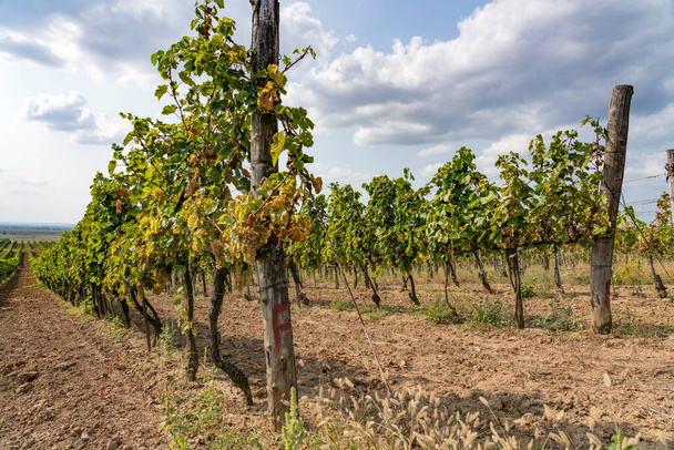 Виноградник в Токае, на севере Венгрии - Фото, изображение