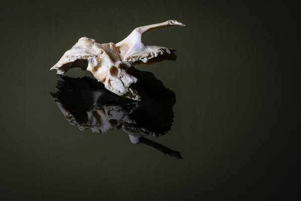 Ізольована людська ліва скронева кістка черепа на темному тлі. вид збоку
 - Фото, зображення