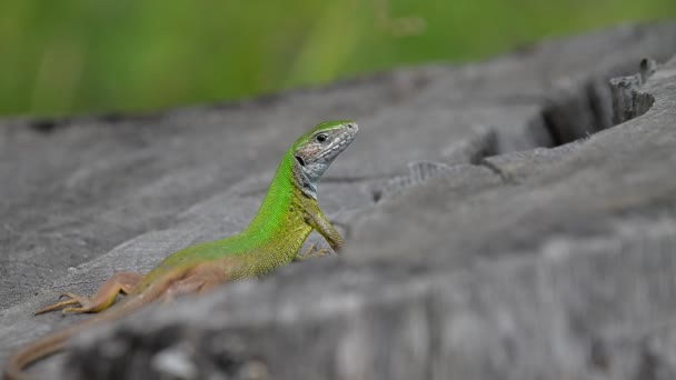 European green lizard (Lacerta viridis) on a tree trunk - Footage, Video