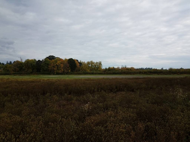 campo con hierbas y árboles marrones y agua estancada verde del estanque
 - Foto, imagen