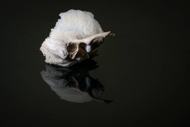 Izolowana ludzka lewa boczna kość skroniowa czaszki na ciemnym tle.Widok boczny - Zdjęcie, obraz