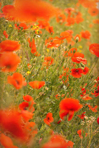 Kukkivat punaiset unikot ja aurinkoinen kesäniitty - Valokuva, kuva