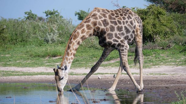 Giraffe drinking water in Central Kalahari Game Reserve, Botswana - Photo, Image