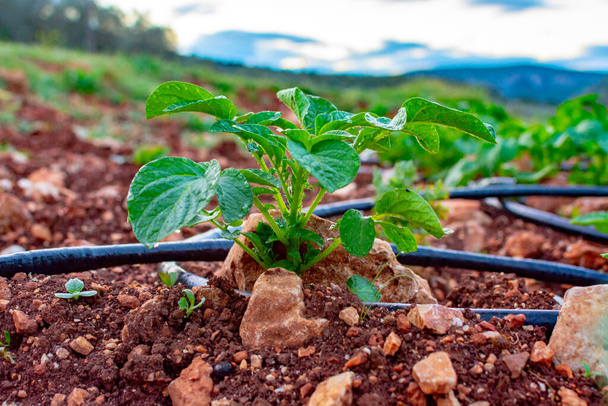 Bauernhof mit Reihen junger Kartoffelpflanzen, die draußen unter griechischer Sonne in den Bergen wachsen, Landwirtschaft in Griechenland. - Foto, Bild