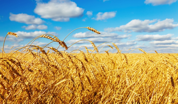 campo de trigo - Foto, Imagem