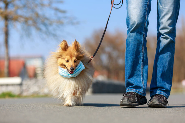 прогуляться с пастушьим псом в маске
 - Фото, изображение