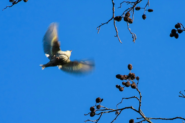 Siskin (Carduelis Spinus) in flight at Fowlmere Nature Reserve - Photo, Image