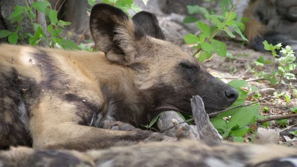 Afrikai vad kutyák pihen egy faágon - Fotó, kép