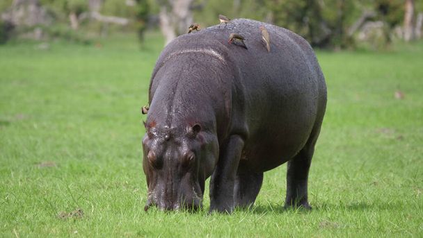 Yellow-billed oxpeckers eat ticks and other insects from the skin of a hippo - Photo, Image