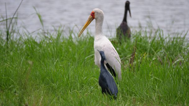 Yellow-billed stork and a black heron together at Moremi Game Reserve in Botswana - Photo, Image
