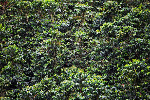 Koffieplantage in Colombia in het regenseizoen  - Foto, afbeelding