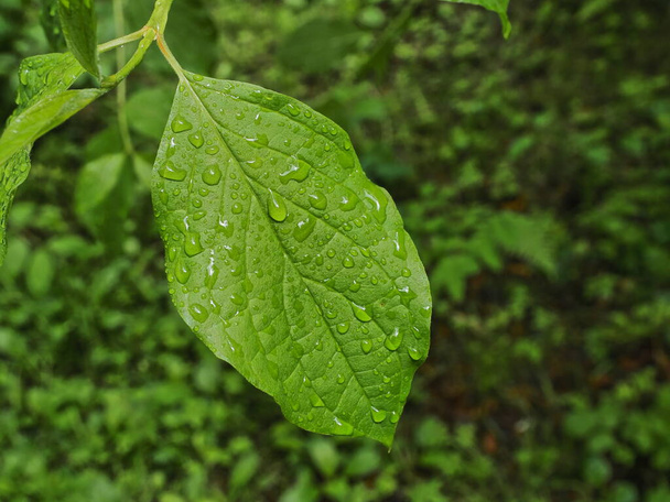 hoja verde cubierta de gotitas de agua por la lluvia - Foto, Bild