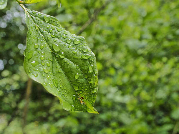 Hoja verde cubierta de gotitas de agua por la lluvia - Fotoğraf, Görsel