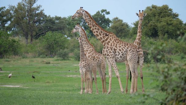 A zsiráfcsalád együtt áll - Fotó, kép