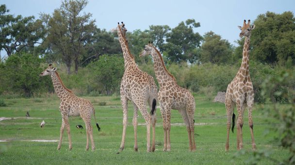 Familie Giraffe staat samen bij Moremi Game Reserve, Botswana - Foto, afbeelding