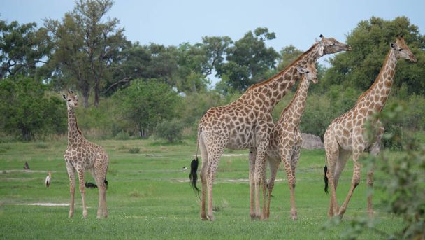 Famille Girafe debout ensemble à Moremi Game Reserve, Botswana
 - Photo, image