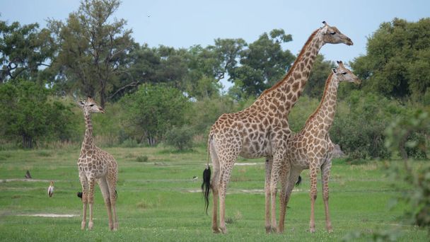 Zsiráf család áll együtt Moremi Game Reserve, Botswana - Fotó, kép