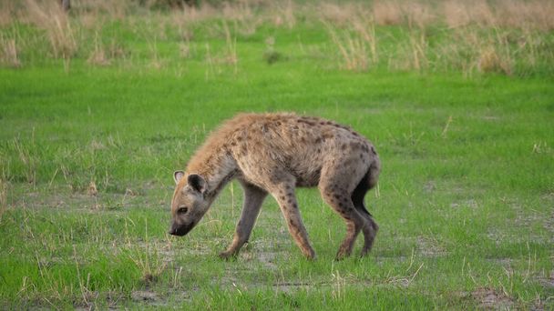 Hyena a szavannánál sétálgat. - Fotó, kép