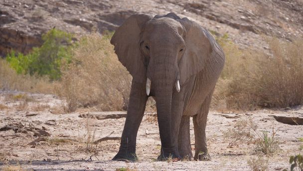 Самотній слон на річці Хуаніб у Намібії. - Фото, зображення